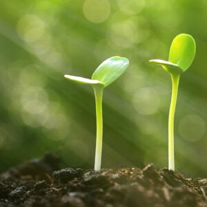 Botany: The Science of Plants